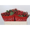 Hypericum True Romance