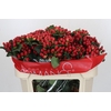 Hypericum True Romance Spray