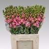 Antir Opus Pink