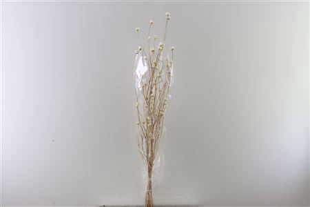 <h4>Dried Centaurea Natural Peeled Bunch Slv</h4>