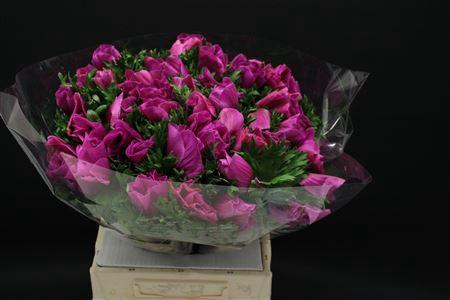 <h4>Anem Z Mega Orchid</h4>