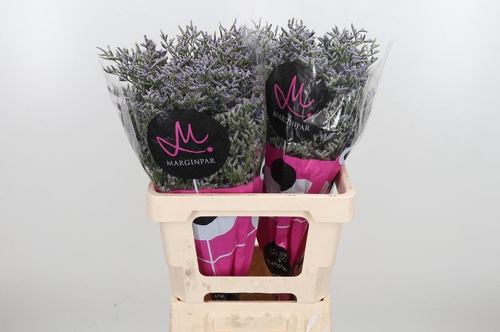 <h4>Lim Ov Skylight</h4>