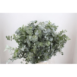 Euca Cinerea 300gr P Bunch