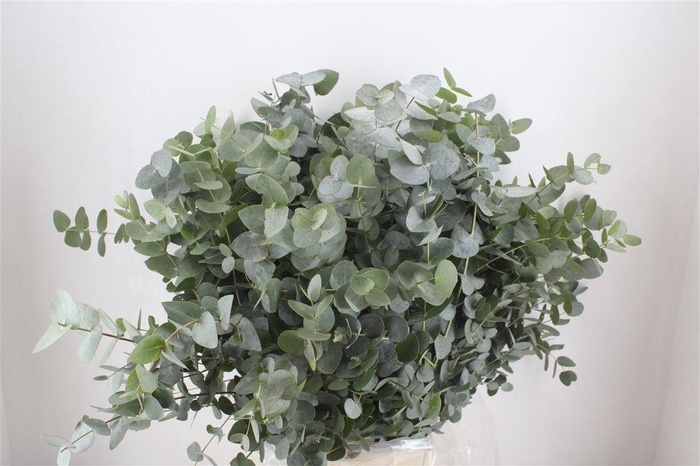 <h4>Euca Cinerea 300gr P Bunch</h4>