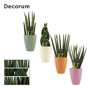 Sansevieria cylindrica 12 cm mix in Carly (Craft world-collectio