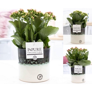 Kalanchoe mix in P&PURE Illusion cer. (perfectly imperfectable)