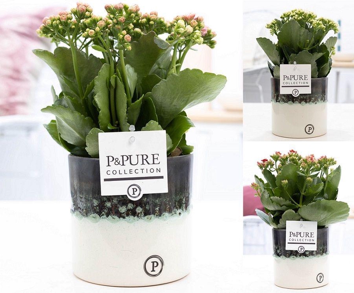 <h4>Kalanchoe mix in P&PURE Illusion cer. (perfectly imperfectable)</h4>