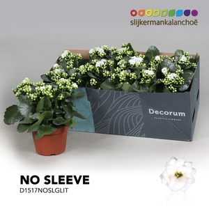 Kalanchoe No Sleeve - White with glitter