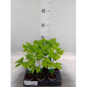 Ginkgo biloba   ...