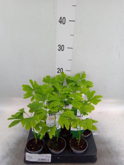 <h4>Ginkgo biloba   ...</h4>