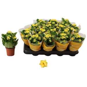 KAL GE AMARILLO YELL