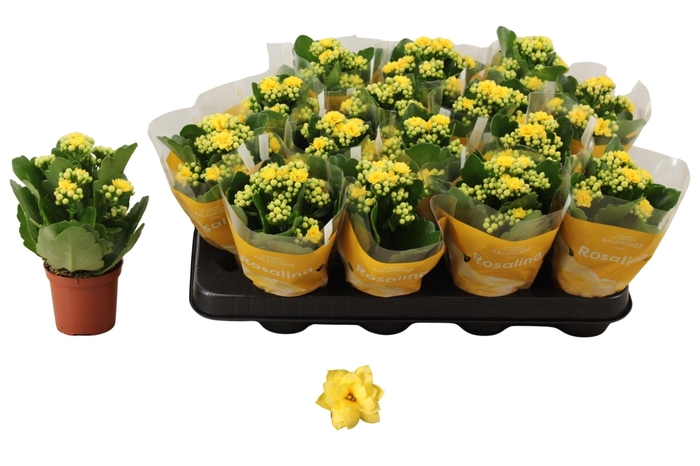 <h4>KAL GE AMARILLO YELL</h4>