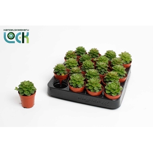 Echeveria Afines
