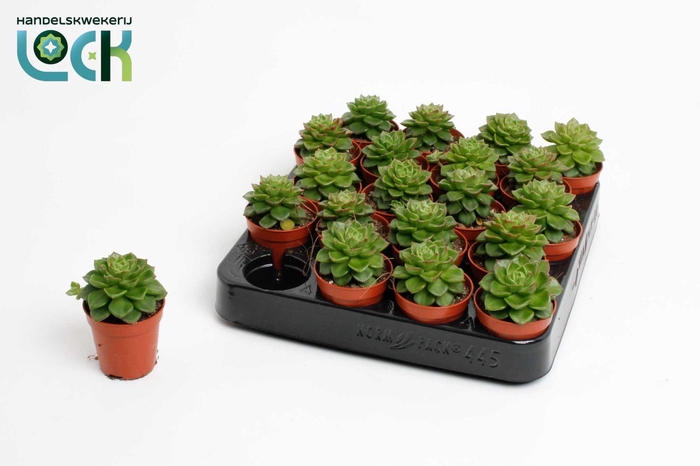 <h4>Echeveria Afines</h4>