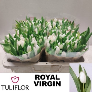 TU EN ROYAL VIRGIN