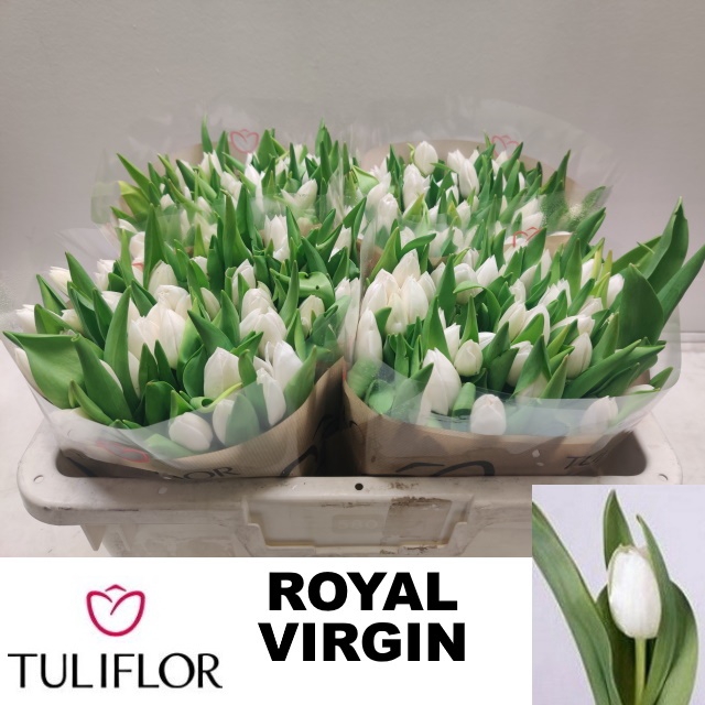 <h4>TU EN ROYAL VIRGIN</h4>