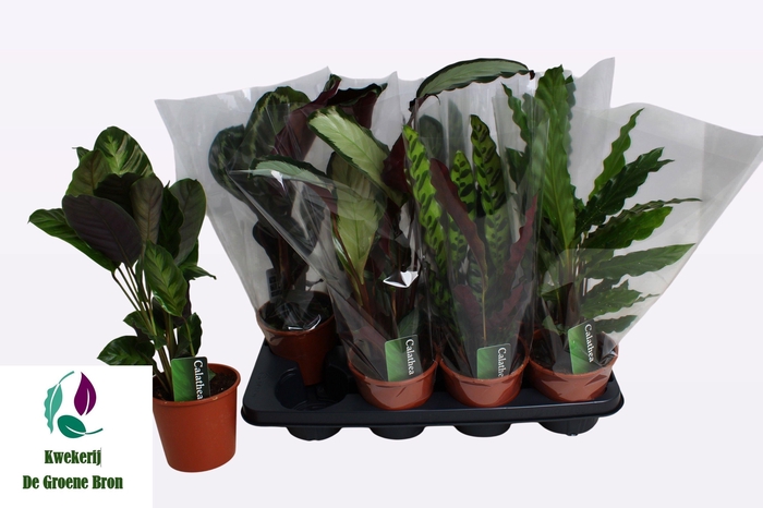 <h4>CALAT GEM 3 SRT</h4>