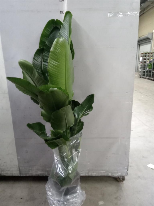 <h4>Strelitzia nicolai</h4>