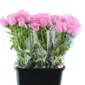 Campanula Med Champion Pink