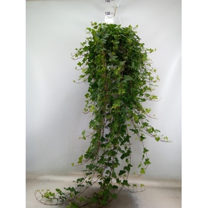 Hedera helix 'Pittsburgh'