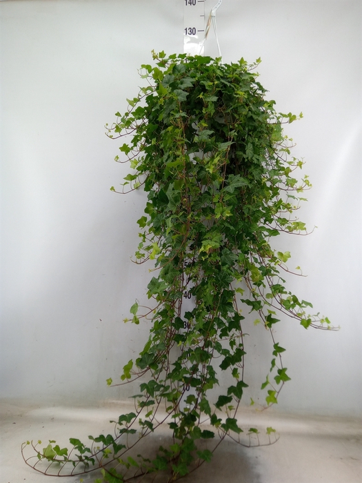 <h4>Hedera helix 'Pittsburgh'</h4>