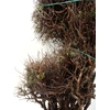 EUPHORBIA SPINOSA MEDIUM 800GR