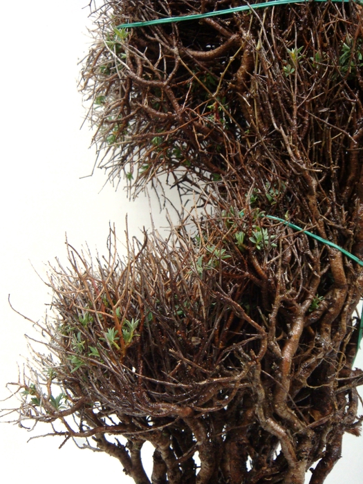 EUPHORBIA SPINOSA SHORT 400