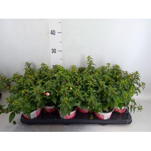 Fuchsia  'Bella Fuchsia Mariska'