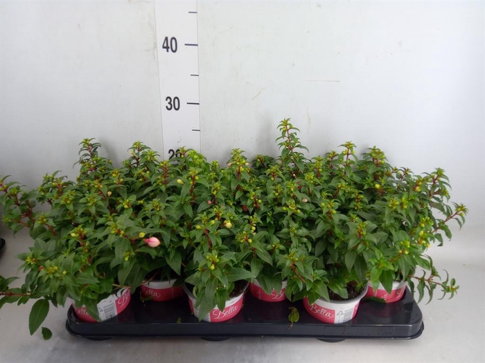 <h4>Fuchsia  'Bella Fuchsia Mariska'</h4>