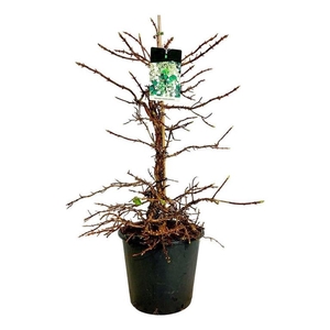 Hydrangea petiolaris