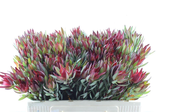 <h4>Leucad Sal Blush Single</h4>