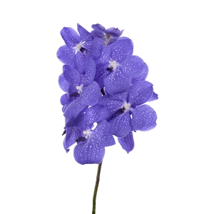 Vanda Light New Blue