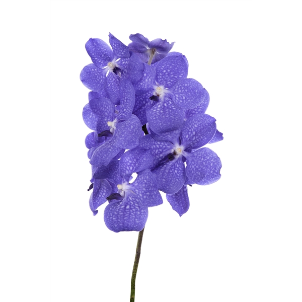 <h4>Vanda Light New Blue</h4>