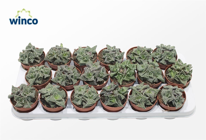 <h4>Faucaria Monstruoza (group)</h4>