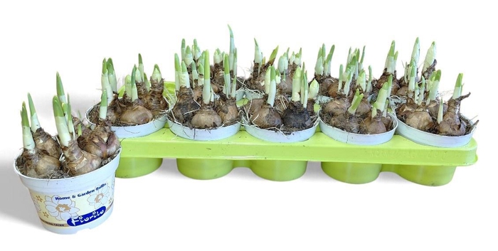 <h4>NARC D BRIDAL CROWN</h4>