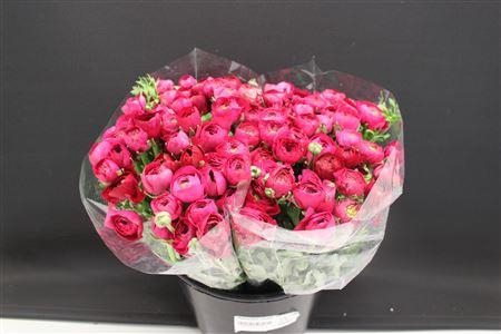 <h4>Ranonkel Zwaar Hot Pink</h4>