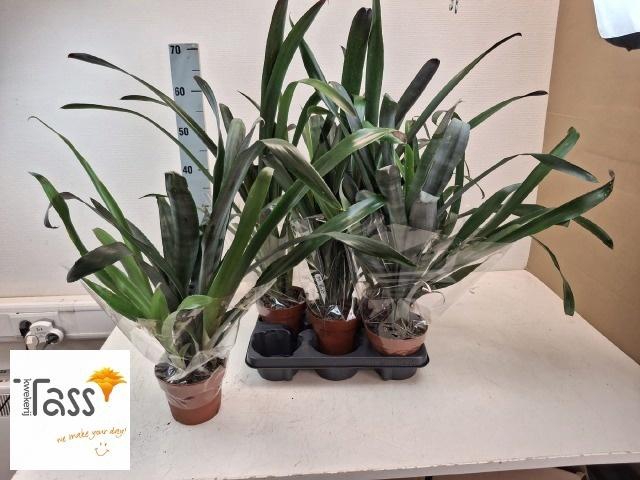 <h4>BROMELIA OV</h4>