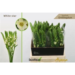 Ornit Thy White Star