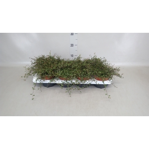Muehlenbeckia com. 'Mao'ri'