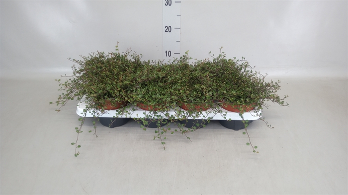 <h4>Muehlenbeckia com. 'Mao'ri'</h4>