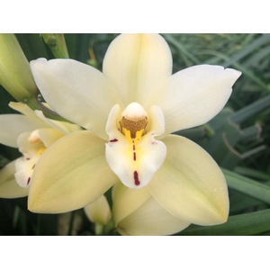 Cymbidium Mini Paddy X10 Leekade