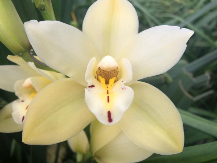<h4>Cymbidium Paddy</h4>