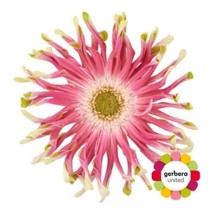 Gerbera Pasta Rebel Craze Doos