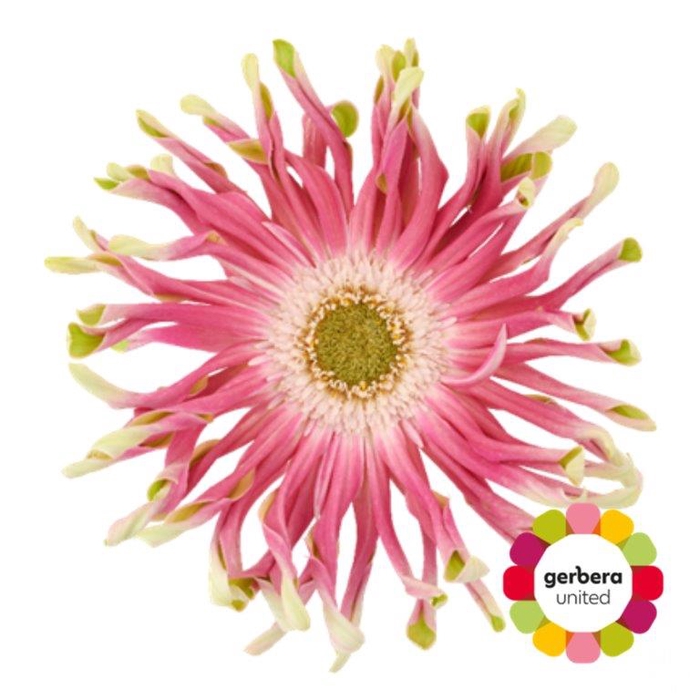 Gerbera Pasta Rebel Craze Diamond