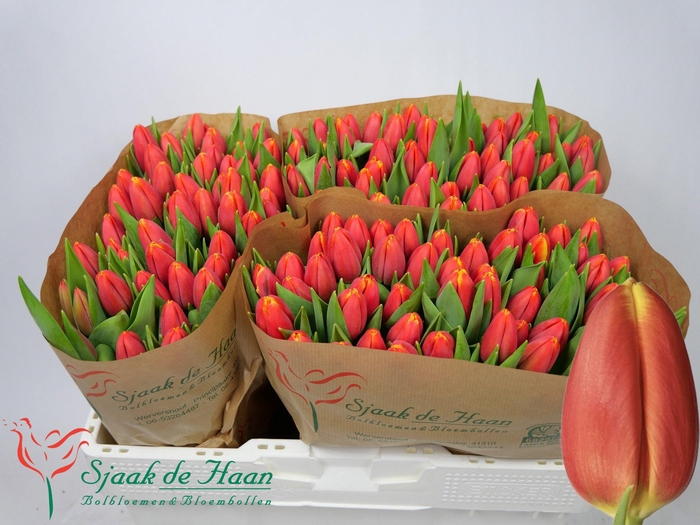 <h4>TU EN TRAILBLAZER</h4>