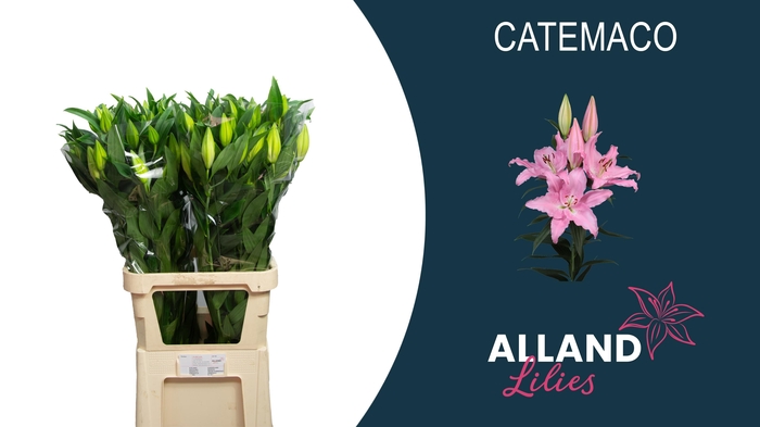 <h4>LI OR CATEMACO</h4>