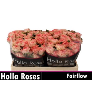 ROSA FAIR FLOW (T)
