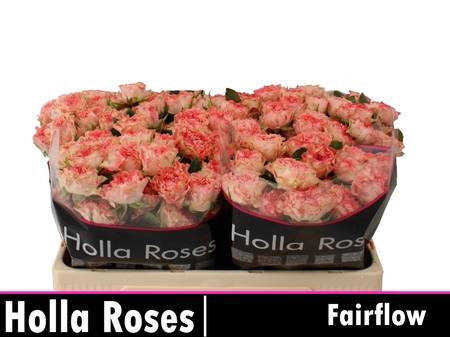 ROSA FAIR FLOW (T)