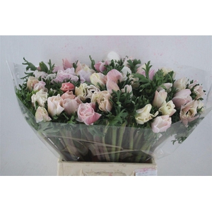 Anem Mistral Super White Salmon