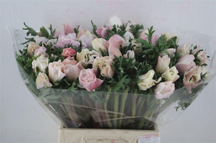 <h4>Anem Mistral Super White Salmon</h4>